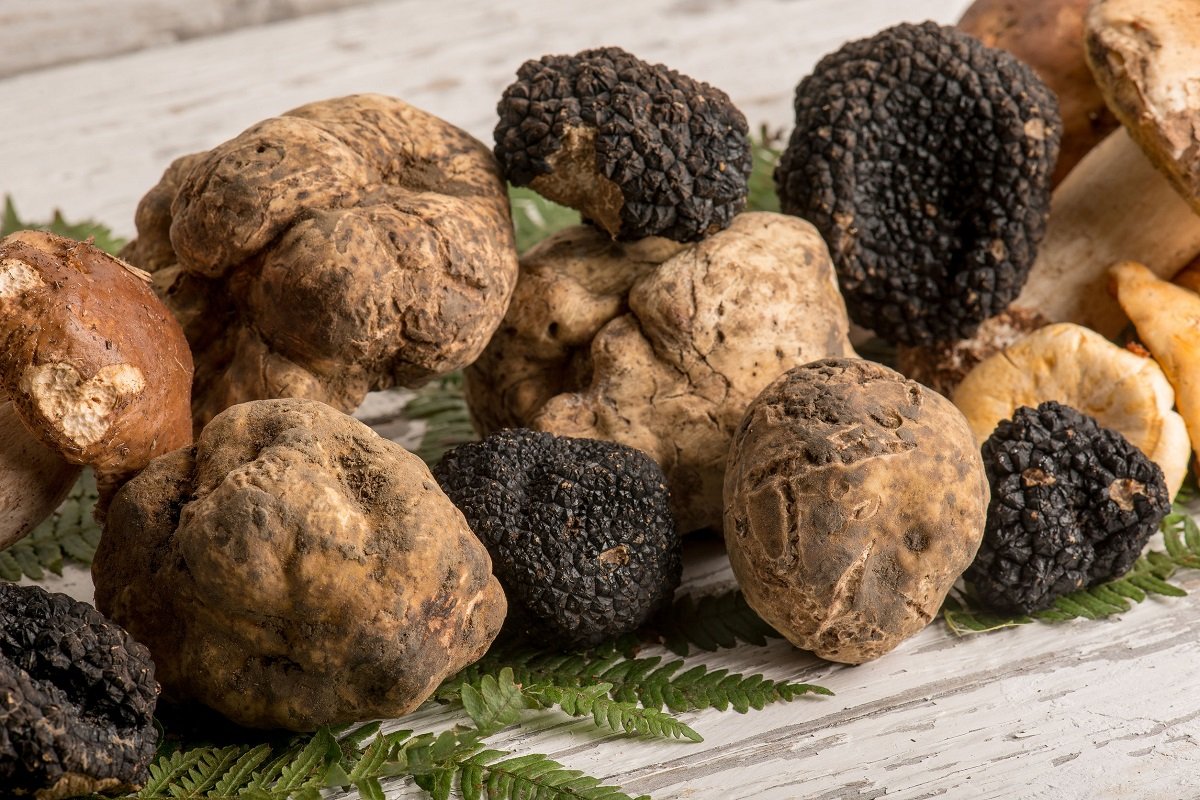 group of white black truffle and mushroom